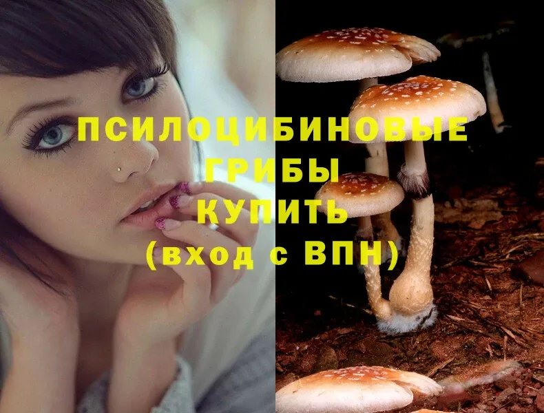 Псилоцибиновые грибы Psilocybe  даркнет официальный сайт  Буинск 